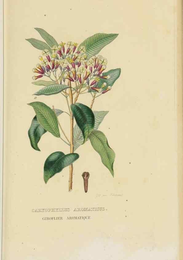 Reproducción/Reproduction 9371299548: Dictionnaire classique des sciences naturelles :. Brussels :Meline, Cans et Ce.,1853.