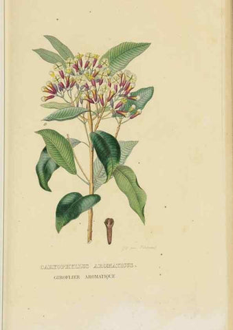 Reproducción/Reproduction 9371299548: Dictionnaire classique des sciences naturelles :. Brussels :Meline, Cans et Ce.,1853.