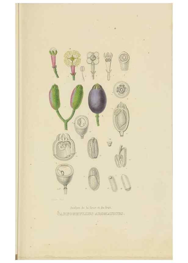 Reproducción/Reproduction 9371300420: Dictionnaire classique des sciences naturelles :. Brussels :Meline, Cans et Ce.,1853.