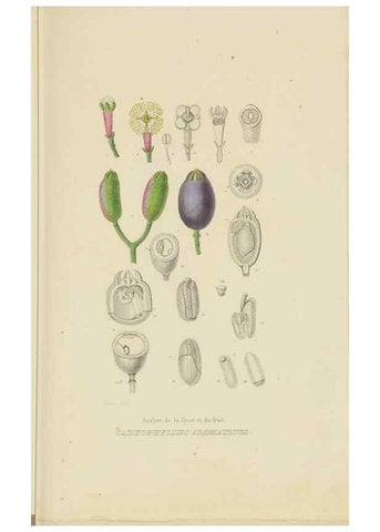 Reproducción/Reproduction 9371300420: Dictionnaire classique des sciences naturelles :. Brussels :Meline, Cans et Ce.,1853.