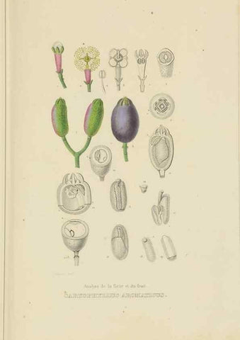 Reproducción/Reproduction 9371300420: Dictionnaire classique des sciences naturelles :. Brussels :Meline, Cans et Ce.,1853.