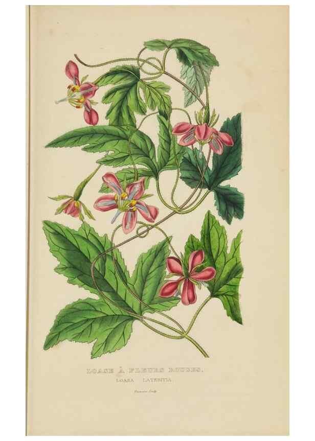 Reproducción/Reproduction 9368522219: Dictionnaire classique des sciences naturelles :. Brussels :Meline, Cans et Ce.,1853.