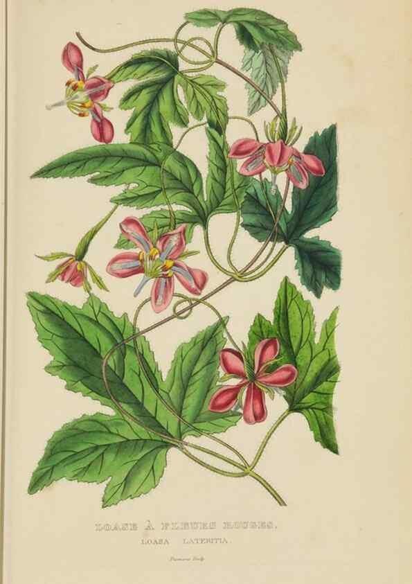 Reproducción/Reproduction 9368522219: Dictionnaire classique des sciences naturelles :. Brussels :Meline, Cans et Ce.,1853.