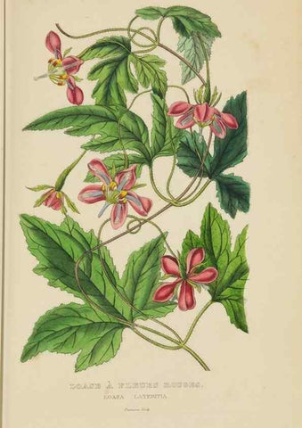 Reproducción/Reproduction 9368522219: Dictionnaire classique des sciences naturelles :. Brussels :Meline, Cans et Ce.,1853.