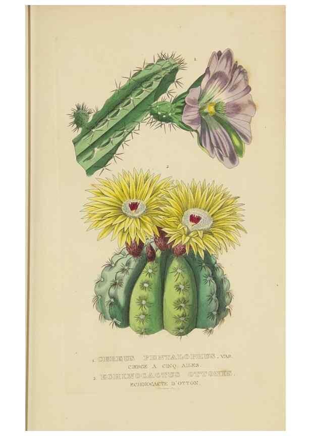 Reproducción/Reproduction 9368524445: Dictionnaire classique des sciences naturelles :. Brussels :Meline, Cans et Ce.,1853.