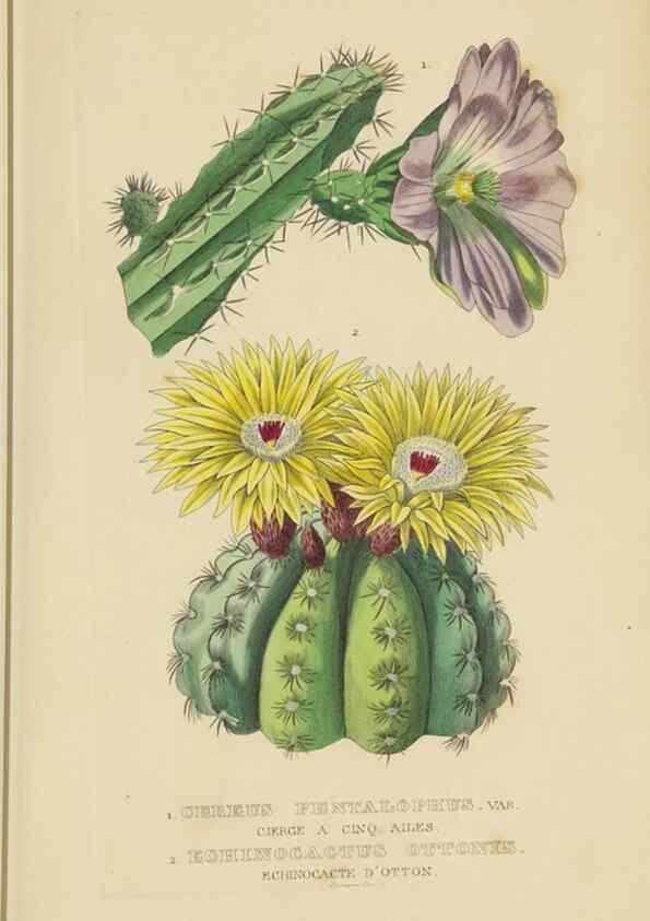 Reproducción/Reproduction 9368524445: Dictionnaire classique des sciences naturelles :. Brussels :Meline, Cans et Ce.,1853.