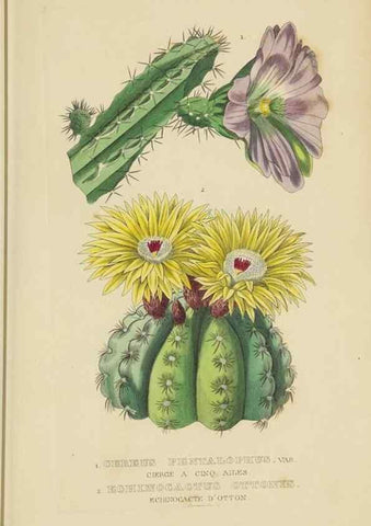 Reproducción/Reproduction 9368524445: Dictionnaire classique des sciences naturelles :. Brussels :Meline, Cans et Ce.,1853.