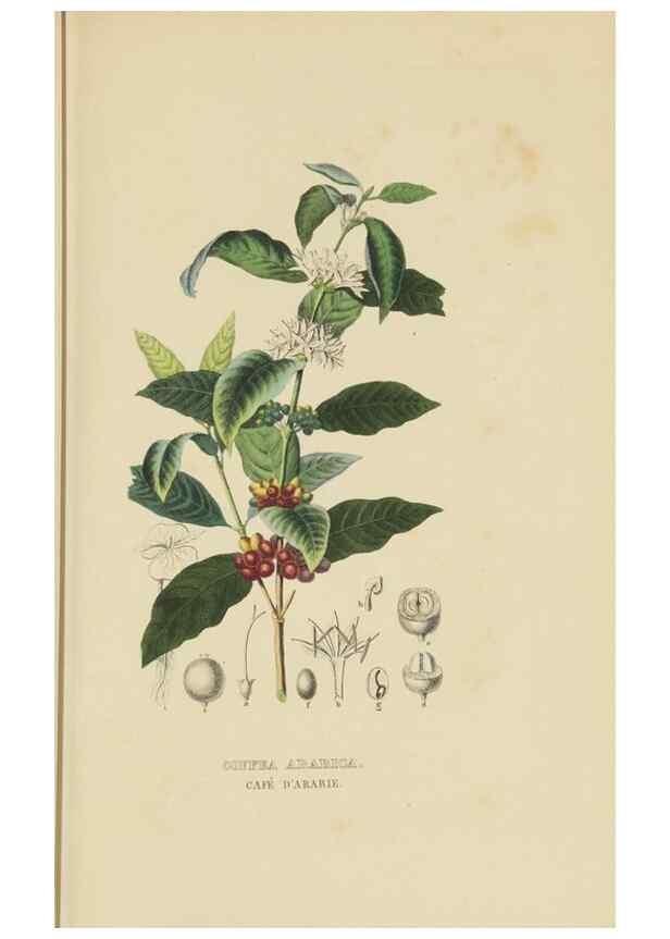Reproducción/Reproduction 9368525341: Dictionnaire classique des sciences naturelles :. Brussels :Meline, Cans et Ce.,1853.