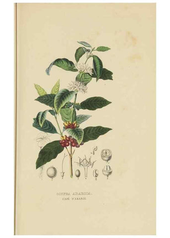 Reproducción/Reproduction 9368525341: Dictionnaire classique des sciences naturelles :. Brussels :Meline, Cans et Ce.,1853.