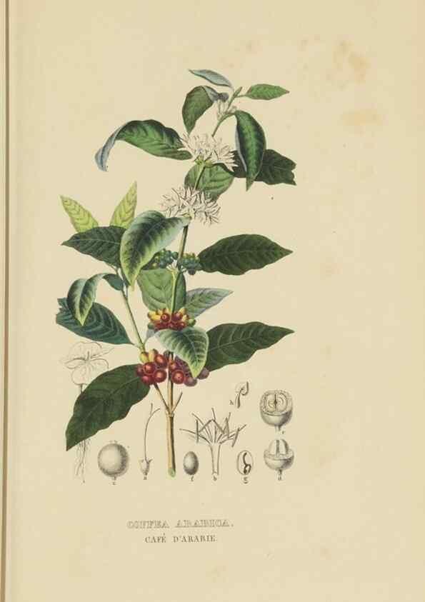 Reproducción/Reproduction 9368525341: Dictionnaire classique des sciences naturelles :. Brussels :Meline, Cans et Ce.,1853.