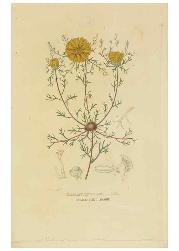 Reproducción/Reproduction 9371305138: Dictionnaire classique des sciences naturelles :. Brussels :Meline, Cans et Ce.,1853.