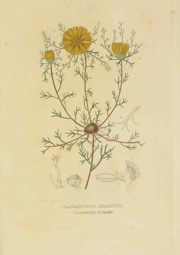 Reproducción/Reproduction 9371305138: Dictionnaire classique des sciences naturelles :. Brussels :Meline, Cans et Ce.,1853.