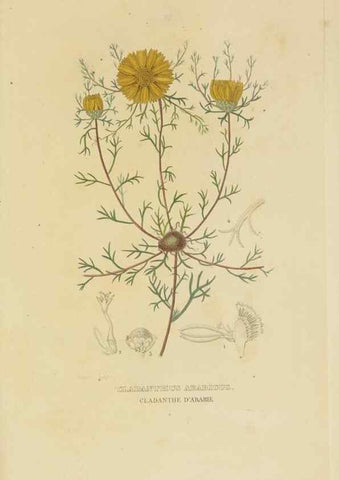Reproducción/Reproduction 9371305138: Dictionnaire classique des sciences naturelles :. Brussels :Meline, Cans et Ce.,1853.