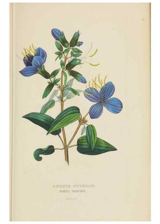 Reproducción/Reproduction 9368518531: Dictionnaire classique des sciences naturelles :. Brussels :Meline, Cans et Ce.,1853.