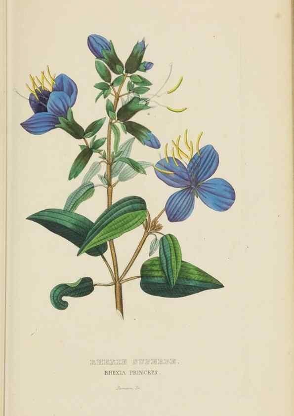 Reproducción/Reproduction 9368518531: Dictionnaire classique des sciences naturelles :. Brussels :Meline, Cans et Ce.,1853.