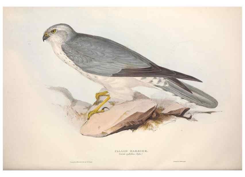Reproducción/Reproduction 9398554123: The birds of Europe.. London,Printed by R. and J.E. Taylor, pub. by the author,1837.
