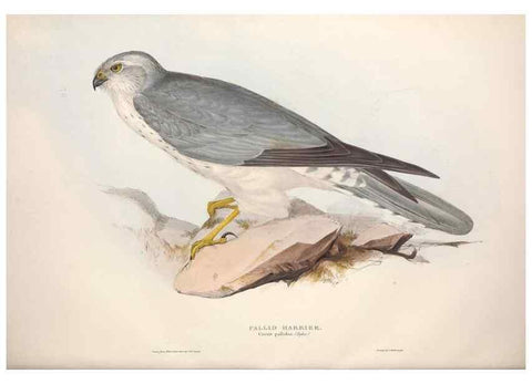 Reproducción/Reproduction 9398554123: The birds of Europe.. London,Printed by R. and J.E. Taylor, pub. by the author,1837.