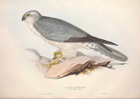 Reproducción/Reproduction 9398554123: The birds of Europe.. London,Printed by R. and J.E. Taylor, pub. by the author,1837.