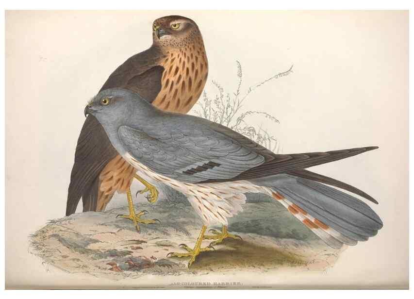 Reproducción/Reproduction 9398555711: The birds of Europe.. London,Printed by R. and J.E. Taylor, pub. by the author,1837.