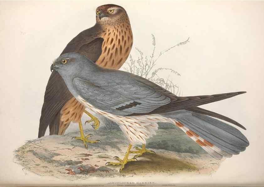 Reproducción/Reproduction 9398555711: The birds of Europe.. London,Printed by R. and J.E. Taylor, pub. by the author,1837.