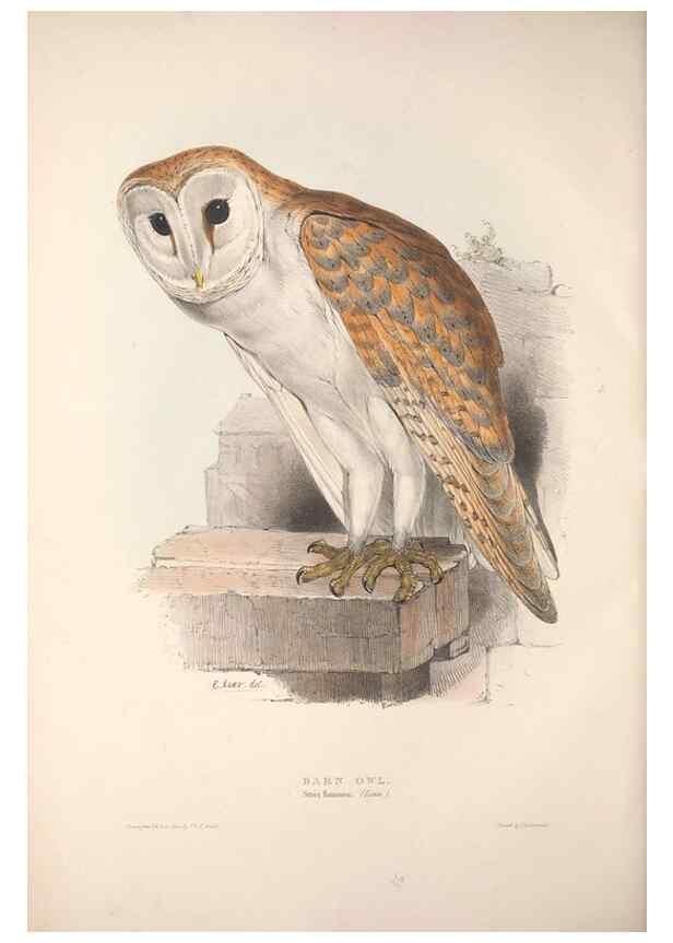 Reproducción/Reproduction 9398556943: The birds of Europe.. London,Printed by R. and J.E. Taylor, pub. by the author,1837.