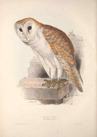 Reproducción/Reproduction 9398556943: The birds of Europe.. London,Printed by R. and J.E. Taylor, pub. by the author,1837.