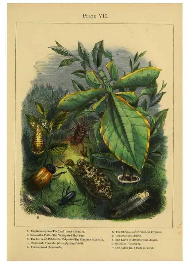 Reproducción/Reproduction 9445816452: The butterfly vivarium;. London,W. Lay,1858.
