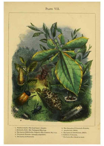 Reproducción/Reproduction 9445816452: The butterfly vivarium;. London,W. Lay,1858.