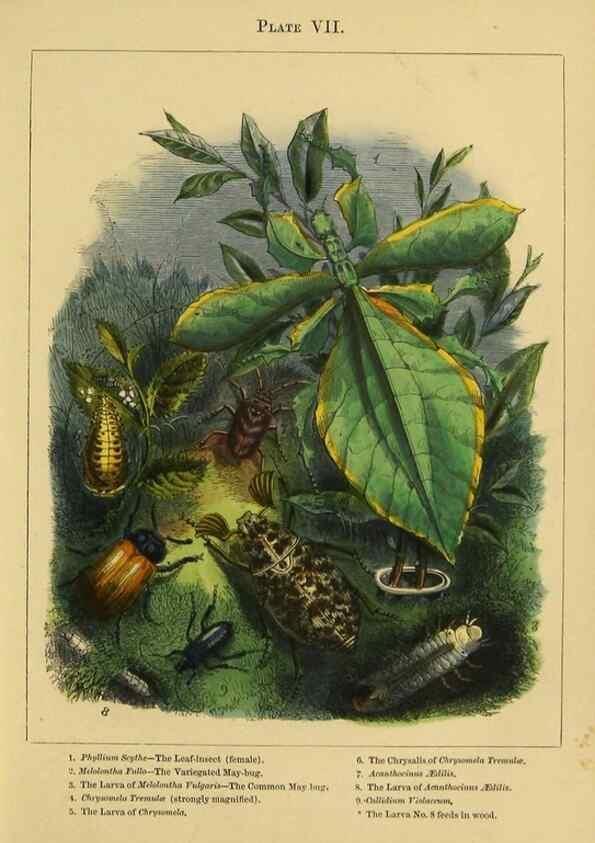 Reproducción/Reproduction 9445816452: The butterfly vivarium;. London,W. Lay,1858.