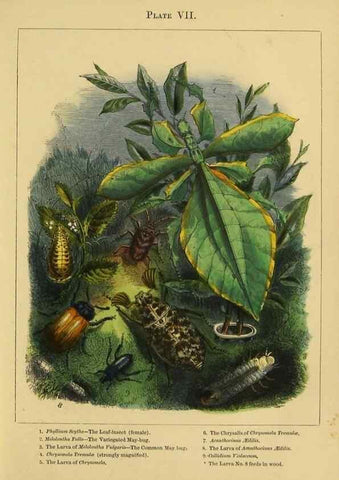Reproducción/Reproduction 9445816452: The butterfly vivarium;. London,W. Lay,1858.