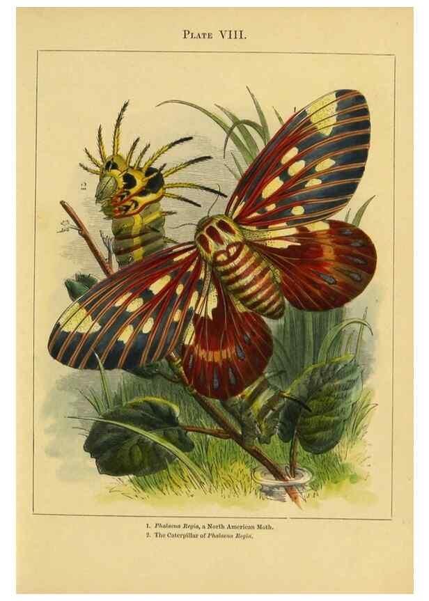 Reproducción/Reproduction 9445817520: The butterfly vivarium;. London,W. Lay,1858.