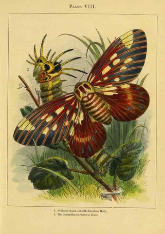 Reproducción/Reproduction 9445817520: The butterfly vivarium;. London,W. Lay,1858.
