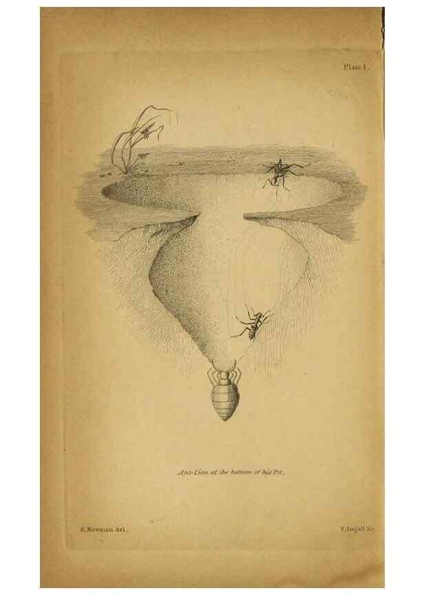 Reproducción/Reproduction 9455871513: The grammar of entomology.. London,F. Westley and A. H. Davis,1835.