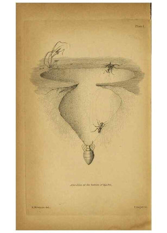 Reproducción/Reproduction 9455871513: The grammar of entomology.. London,F. Westley and A. H. Davis,1835.