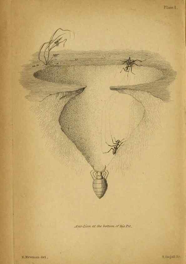 Reproducción/Reproduction 9455871513: The grammar of entomology.. London,F. Westley and A. H. Davis,1835.