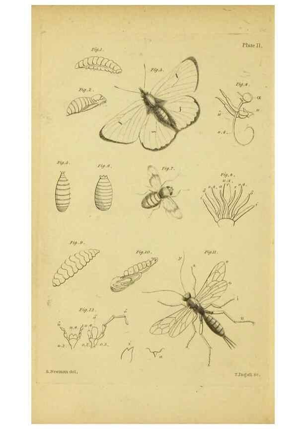 Reproducción/Reproduction 9458652344: The grammar of entomology.. London,F. Westley and A. H. Davis,1835.
