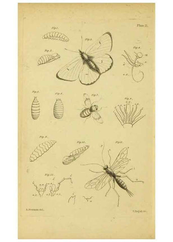 Reproducción/Reproduction 9458652344: The grammar of entomology.. London,F. Westley and A. H. Davis,1835.