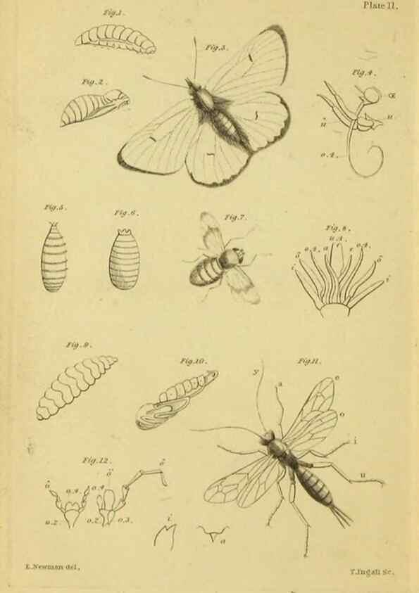 Reproducción/Reproduction 9458652344: The grammar of entomology.. London,F. Westley and A. H. Davis,1835.