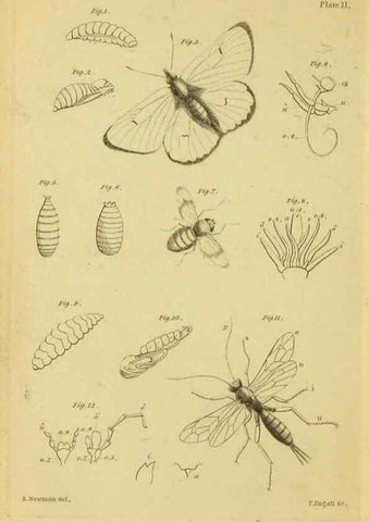 Reproducción/Reproduction 9458652344: The grammar of entomology.. London,F. Westley and A. H. Davis,1835.