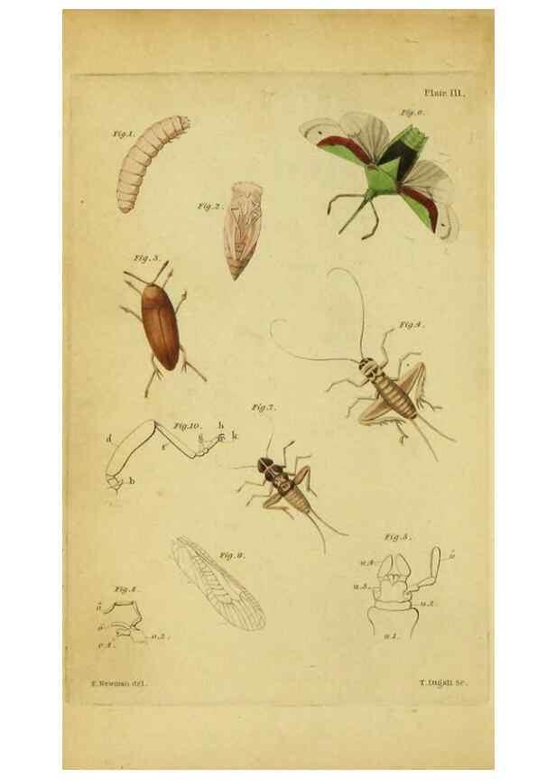Reproducción/Reproduction 9455872613: The grammar of entomology.. London,F. Westley and A. H. Davis,1835.