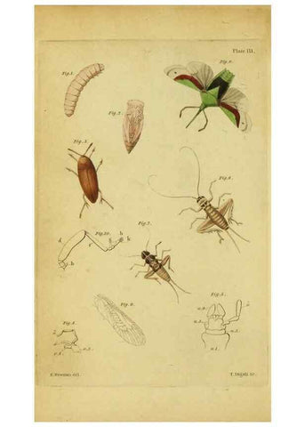 Reproducción/Reproduction 9455872613: The grammar of entomology.. London,F. Westley and A. H. Davis,1835.