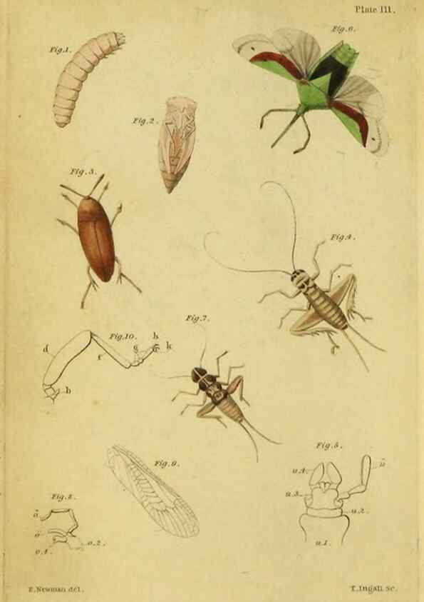 Reproducción/Reproduction 9455872613: The grammar of entomology.. London,F. Westley and A. H. Davis,1835.