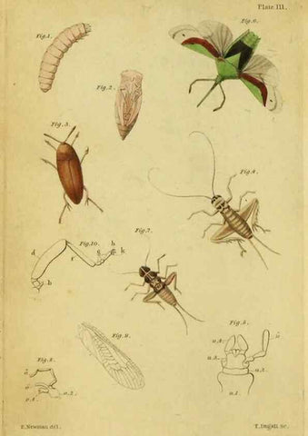 Reproducción/Reproduction 9455872613: The grammar of entomology.. London,F. Westley and A. H. Davis,1835.
