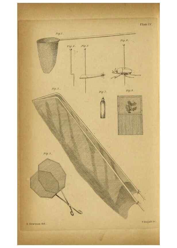 Reproducción/Reproduction 9455873091: The grammar of entomology.. London,F. Westley and A. H. Davis,1835.