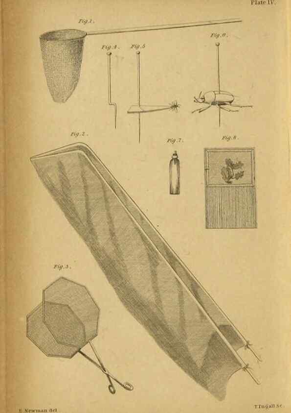 Reproducción/Reproduction 9455873091: The grammar of entomology.. London,F. Westley and A. H. Davis,1835.