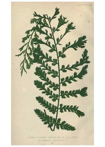 Reproducción/Reproduction 9463073139: Our native ferns, or, A history of the British species and their varieties /. London :Groombridge,1865-1867.