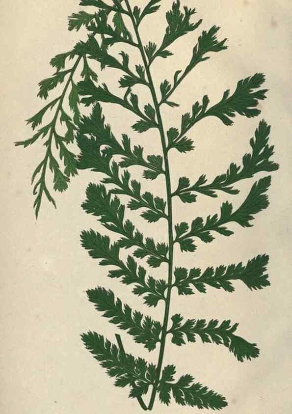 Reproducción/Reproduction 9463073139: Our native ferns, or, A history of the British species and their varieties /. London :Groombridge,1865-1867.