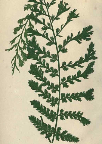 Reproducción/Reproduction 9463073139: Our native ferns, or, A history of the British species and their varieties /. London :Groombridge,1865-1867.