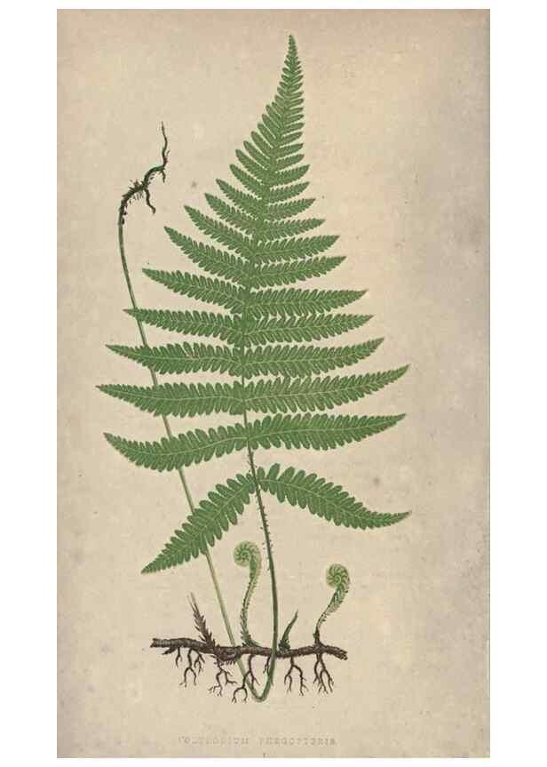 Reproducción/Reproduction 9465857364: Our native ferns, or, A history of the British species and their varieties /. London :Groombridge,1865-1867.
