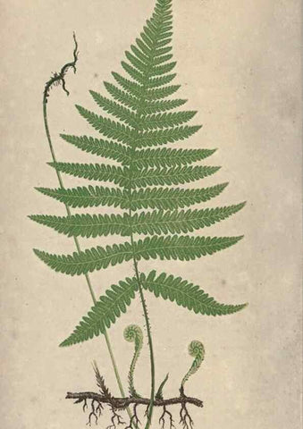Reproducción/Reproduction 9465857364: Our native ferns, or, A history of the British species and their varieties /. London :Groombridge,1865-1867.